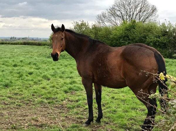 Chestnut horse