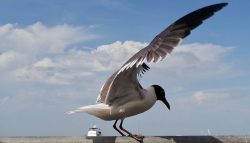 Kemah Boardwalk seagull