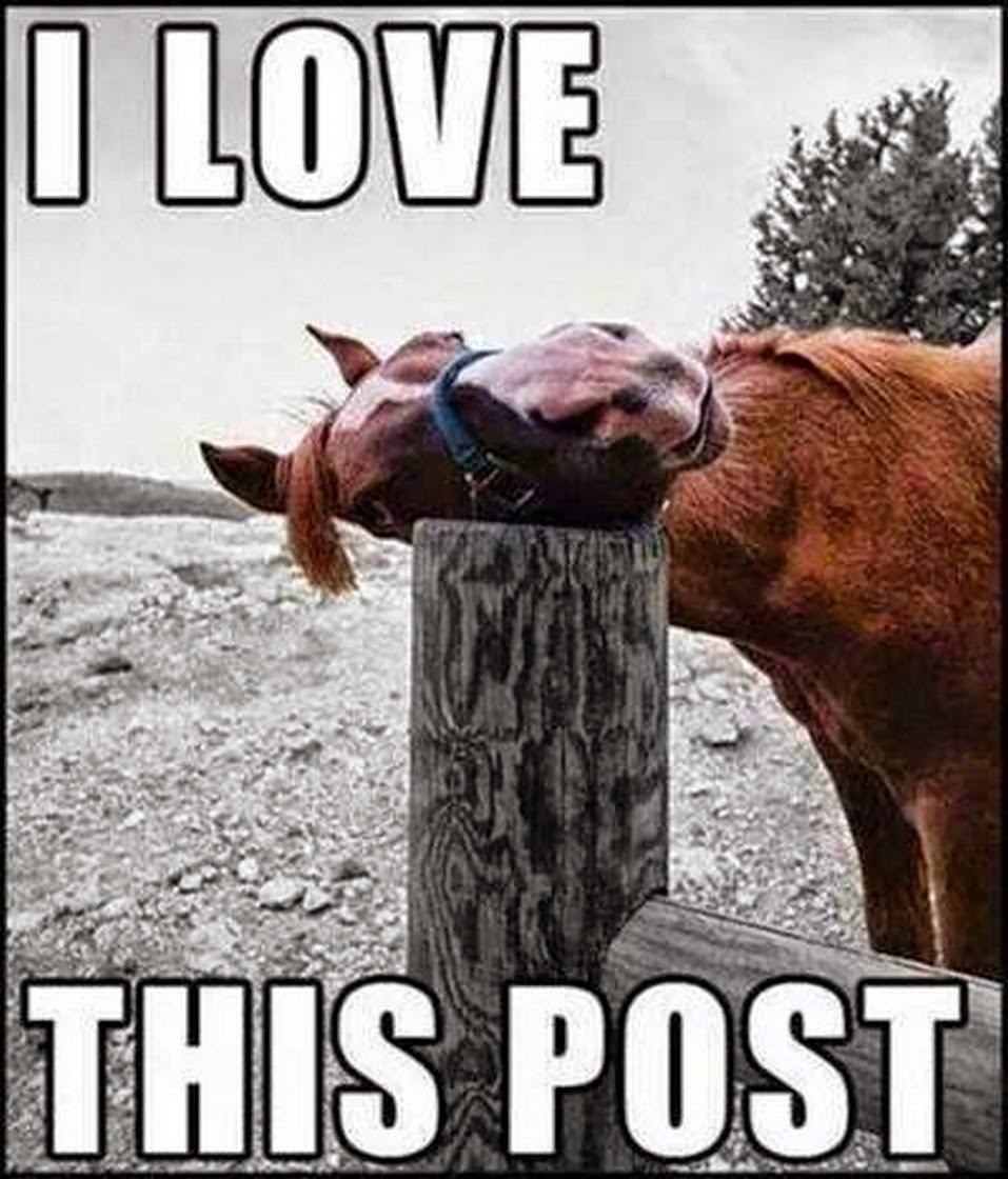 I-Love-This-Post-Funny-Horse-Meme-Picture - Jules Smith