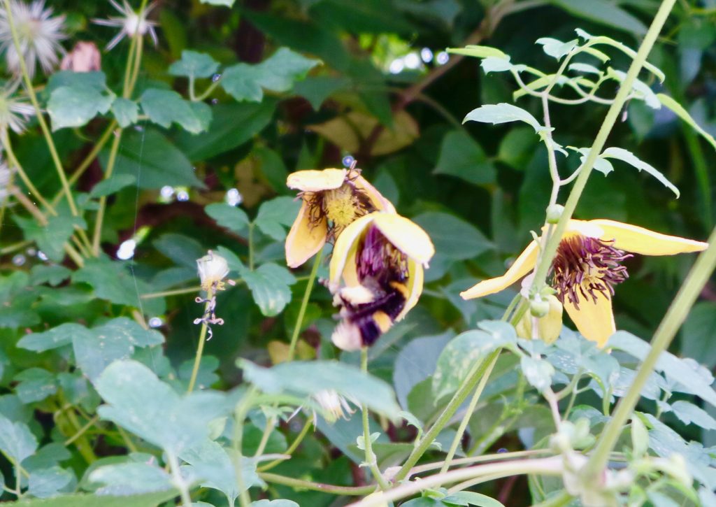 wisteria and honeysuckle