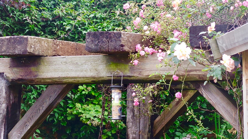 Bird seed on railway sleepers