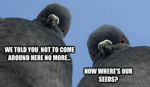 Pigeon meme