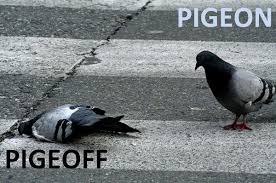 Pigeon off