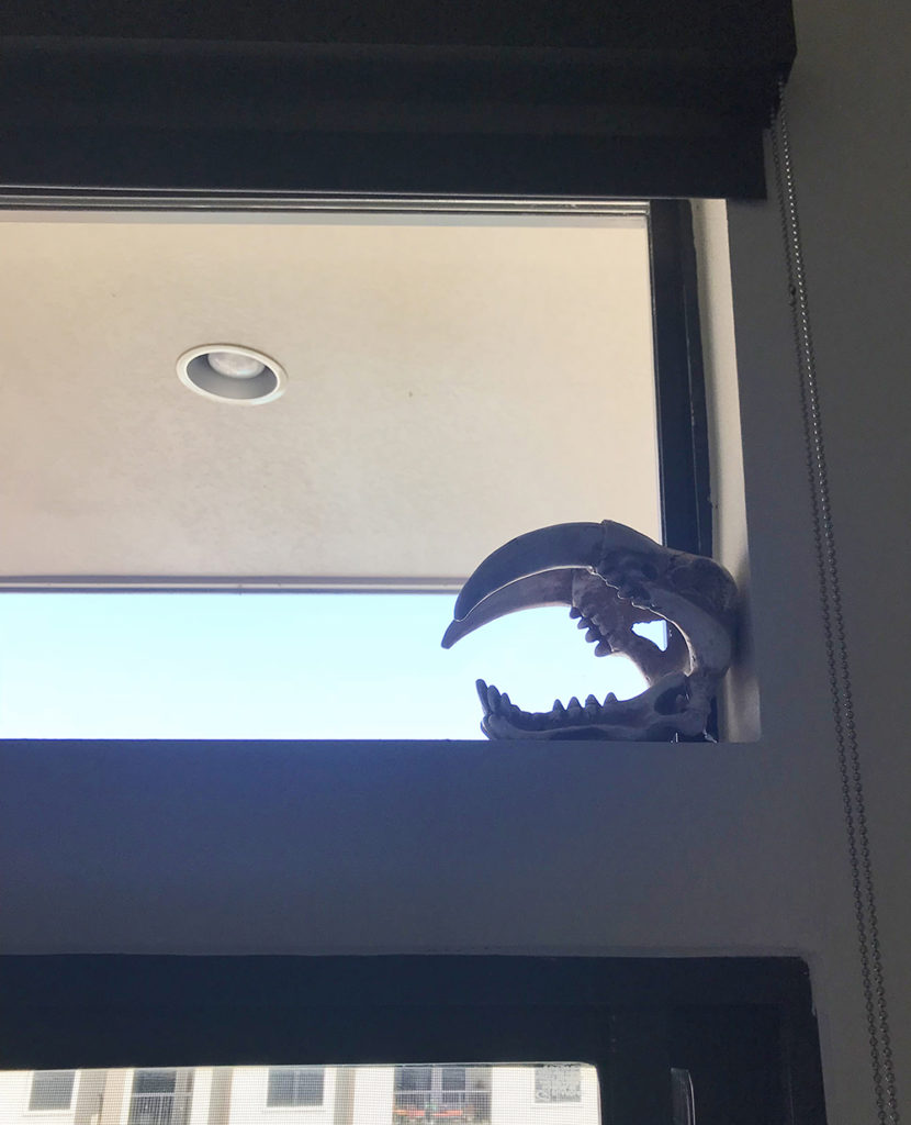 Animal skull in apartment