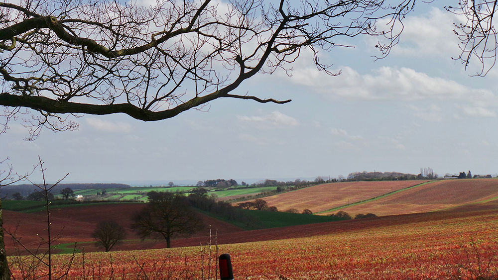 English fields