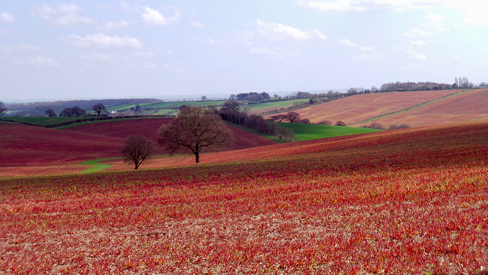 Red fields