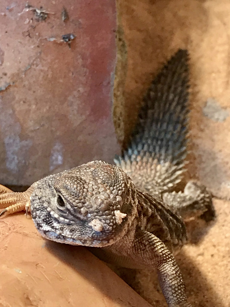 uromastyx