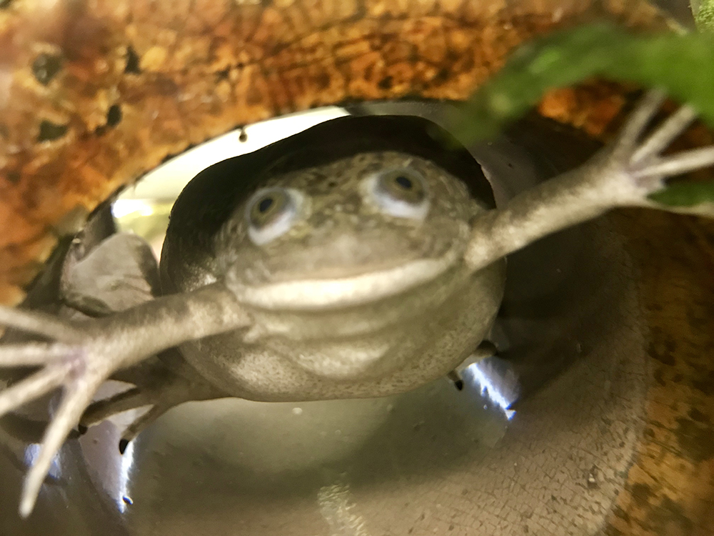 African clawed frog