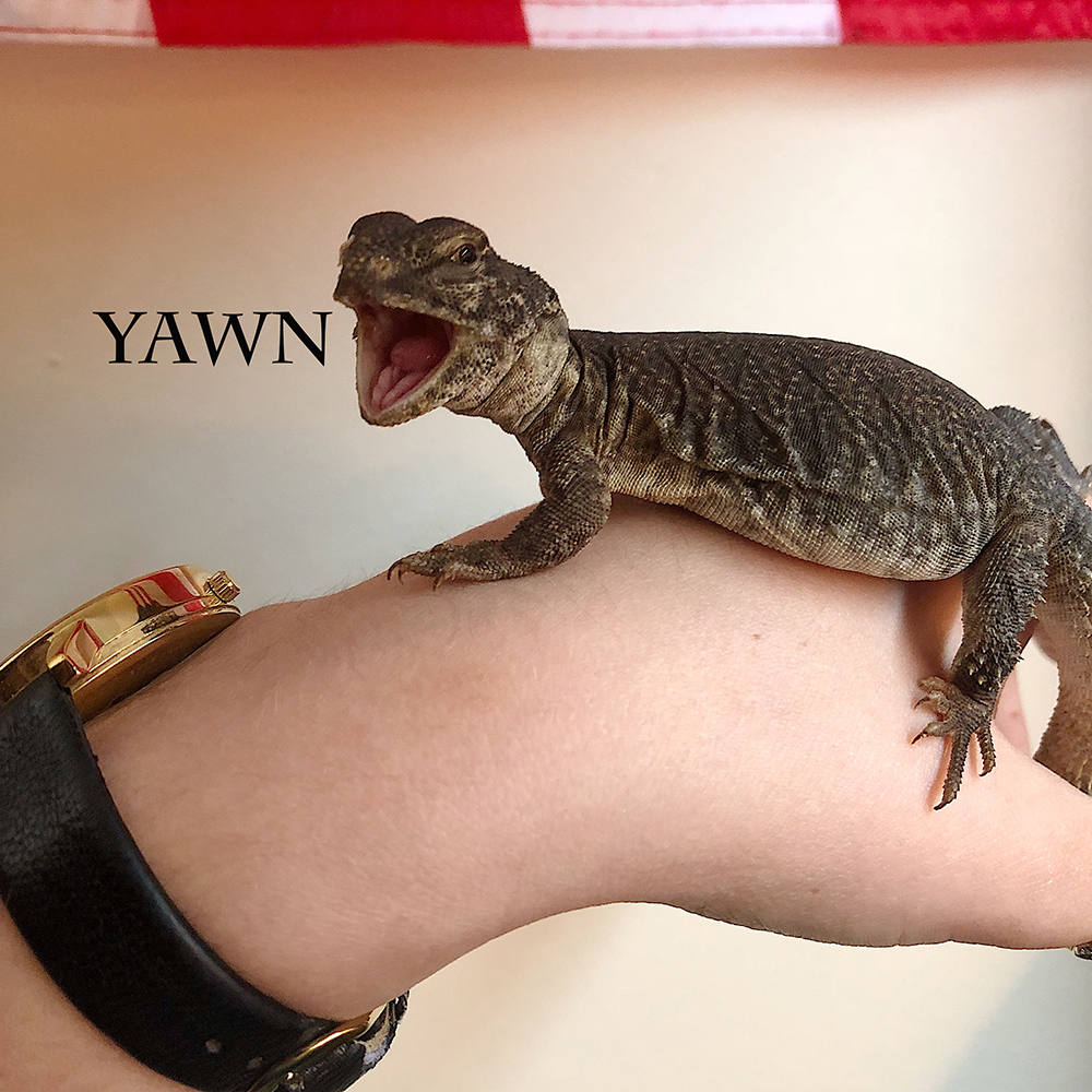 Uromastyx on hand