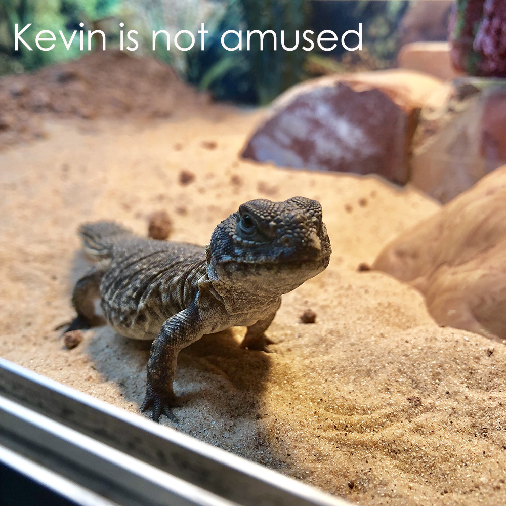 uromastyx in tank