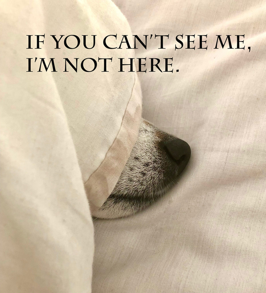 Dog hiding in bed