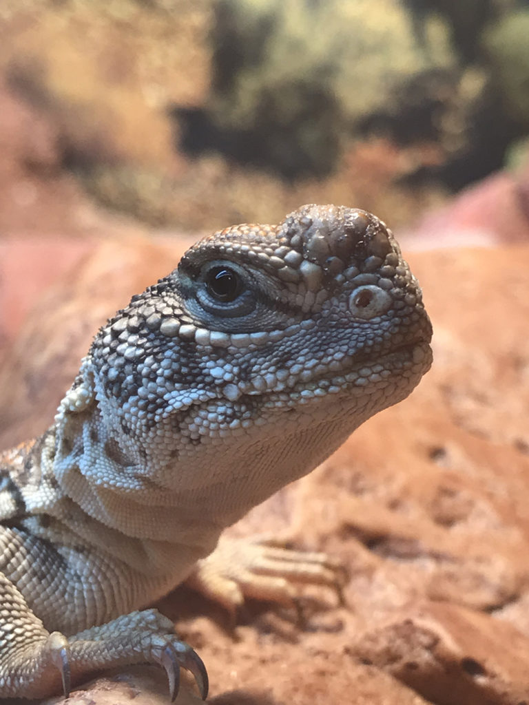 uromastyx