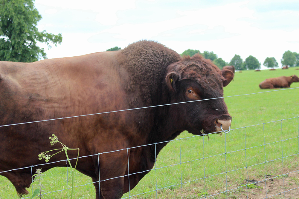 Bull in field with nose ring