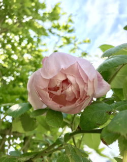 A pale pink English rose