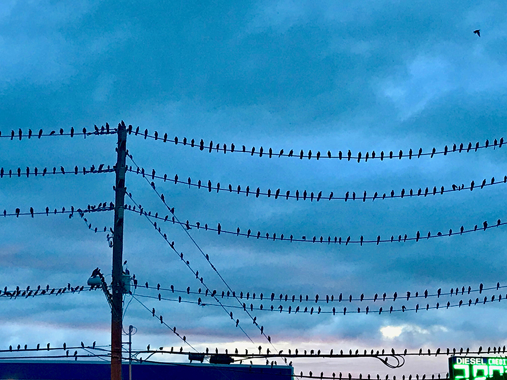 birds all lined up on electrical wires