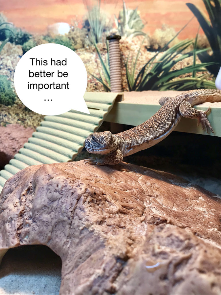 A uromastyx in vivarium