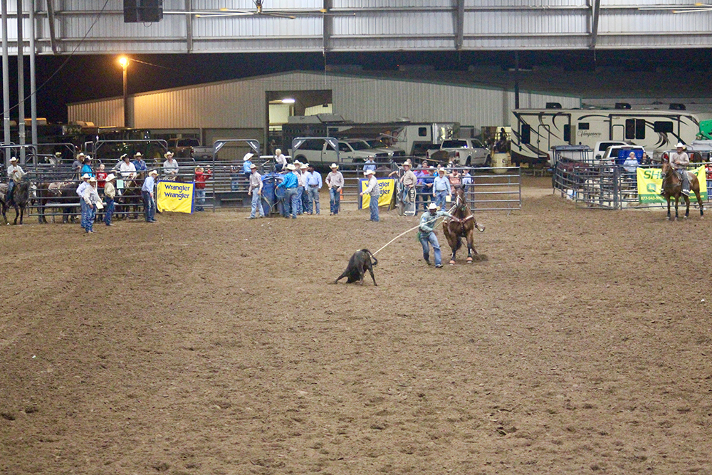 roping a calf