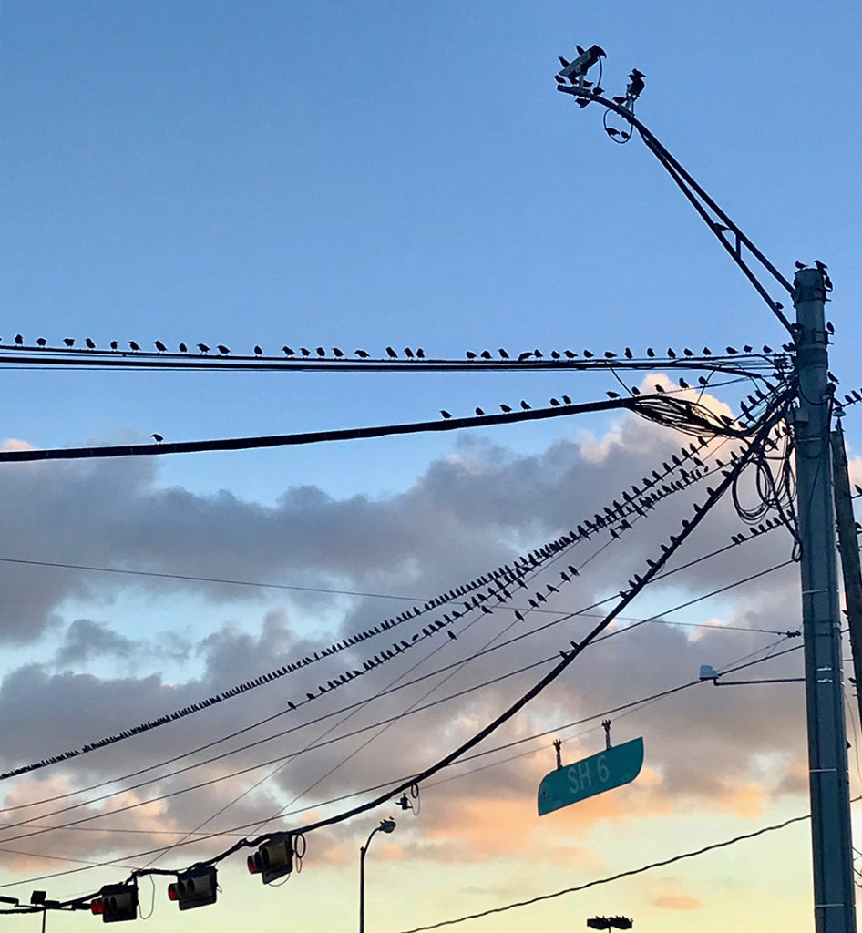 starling on a wire