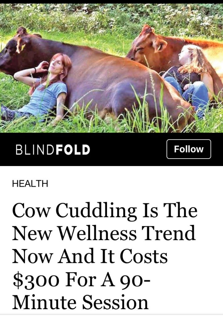 Cow Cuddling experience Advert