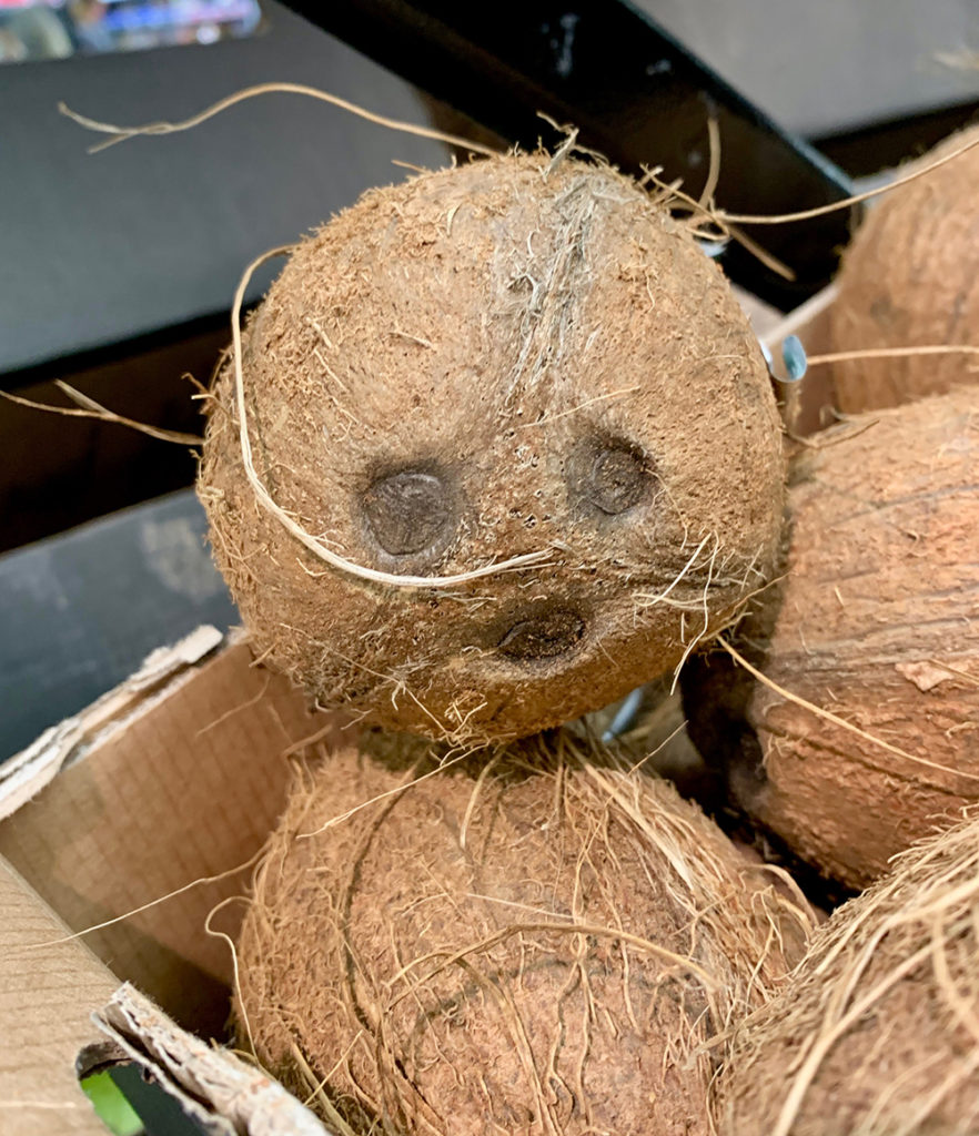 Coconut pet