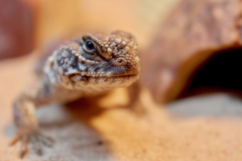 Uromastyx lizard