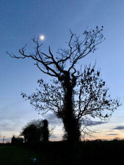Tree in field at twilight