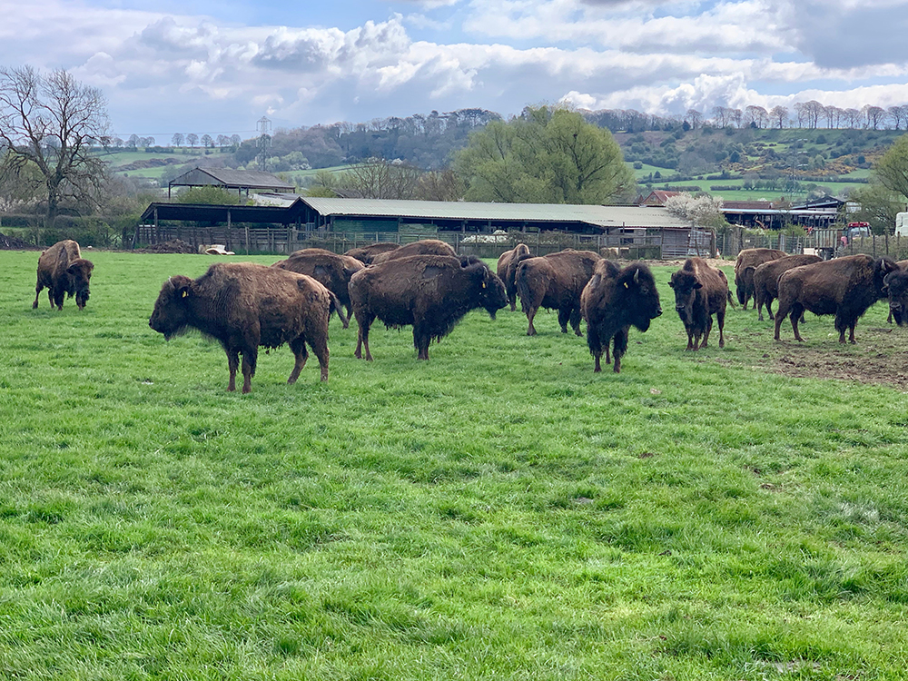 Bisons in the vale of Belvoir