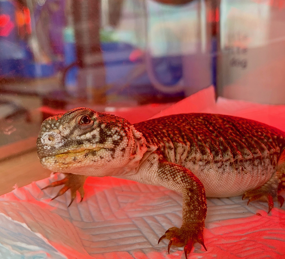 Uromastyx after bath