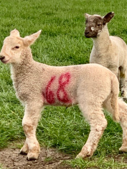 Lambs in pasture in England