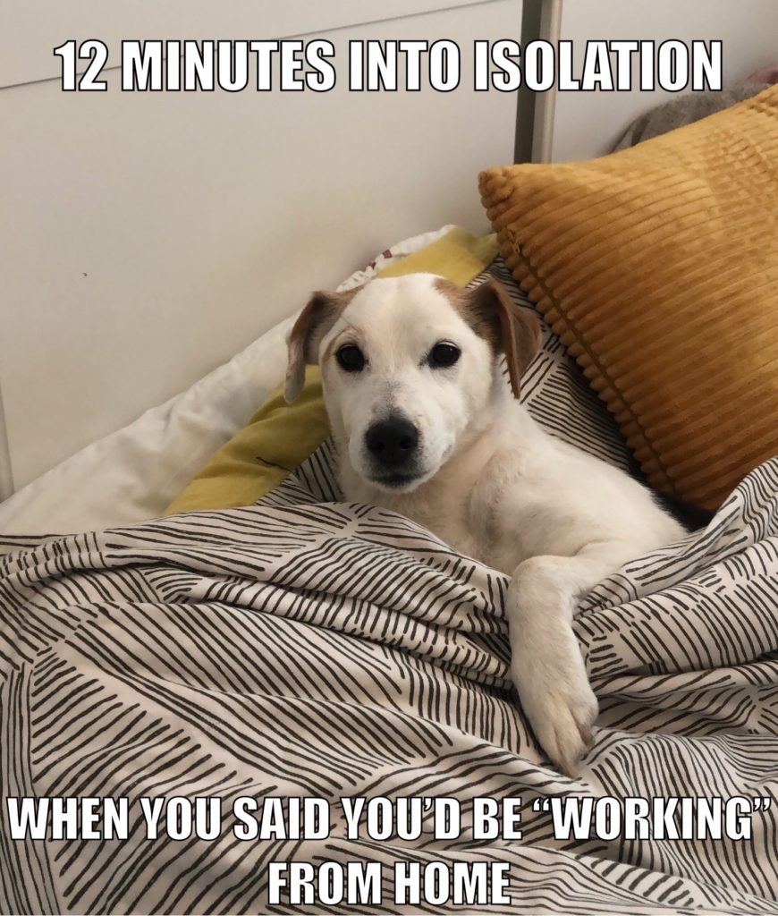 Jack Russell meme about sleeping instead of working