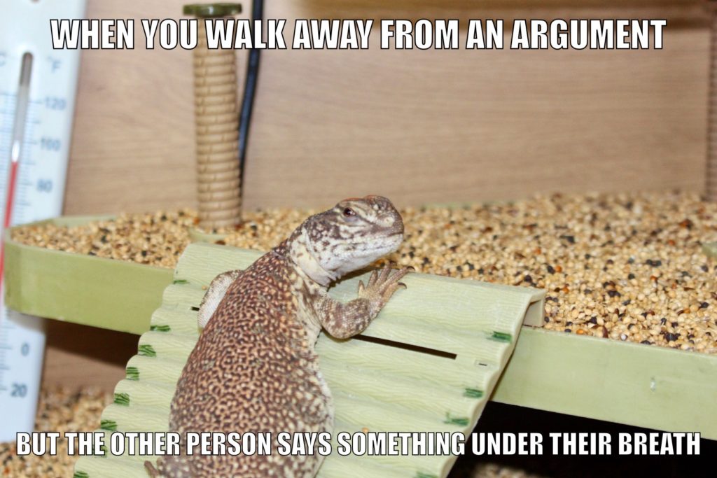 uromastyx lizard meme about arguments