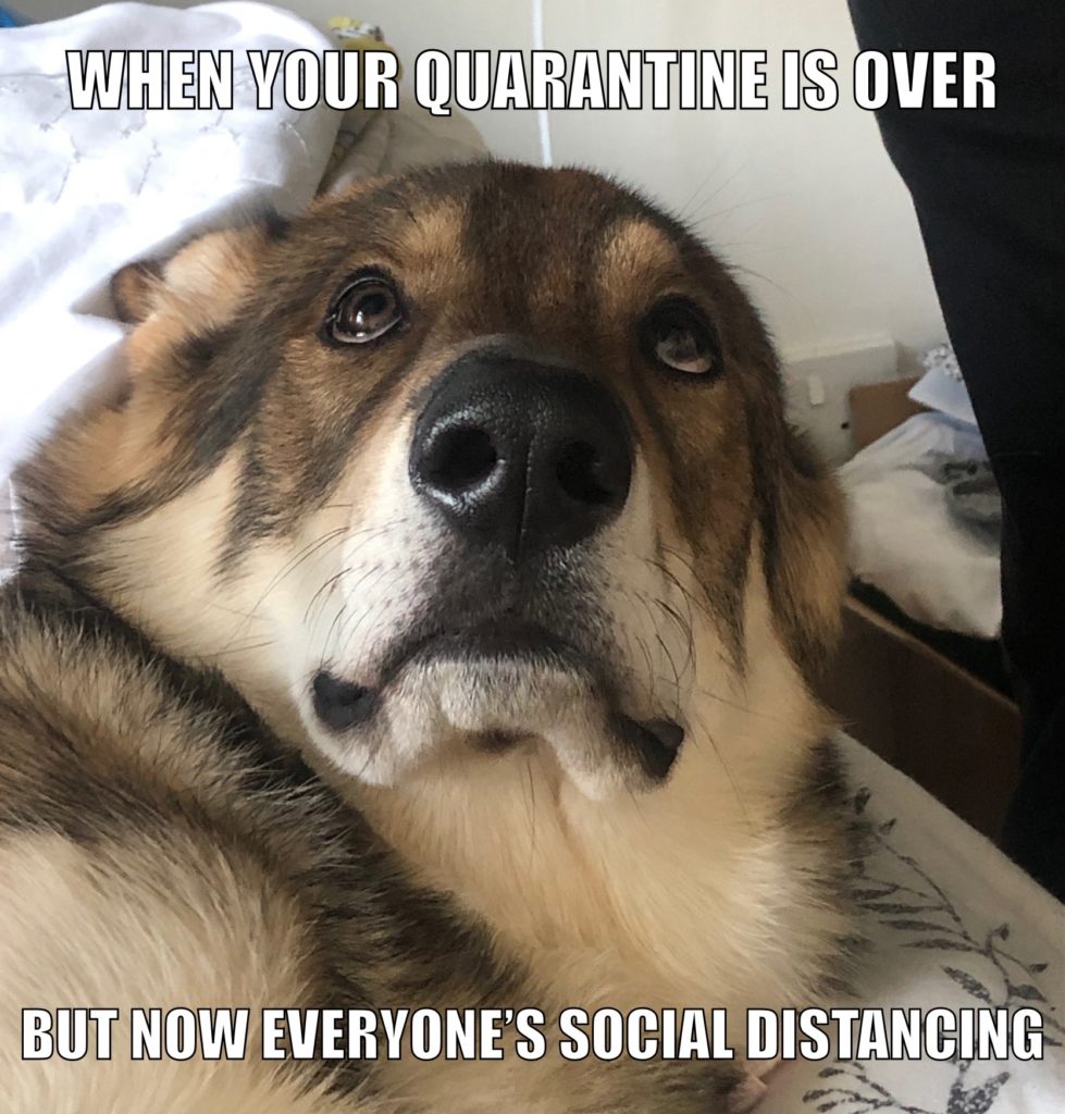 wolfdog meme about corona quarantine