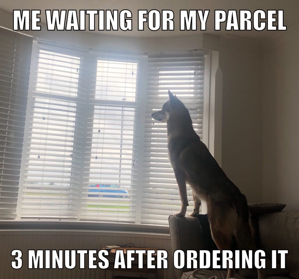 wold dog at window meme