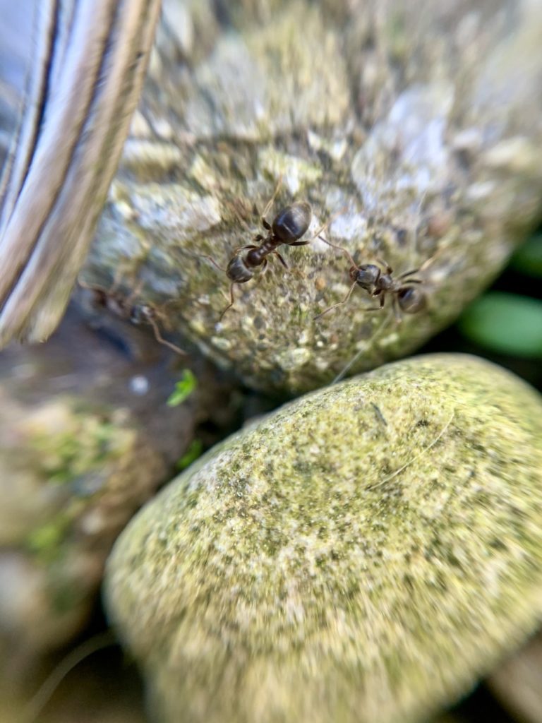 ants close up