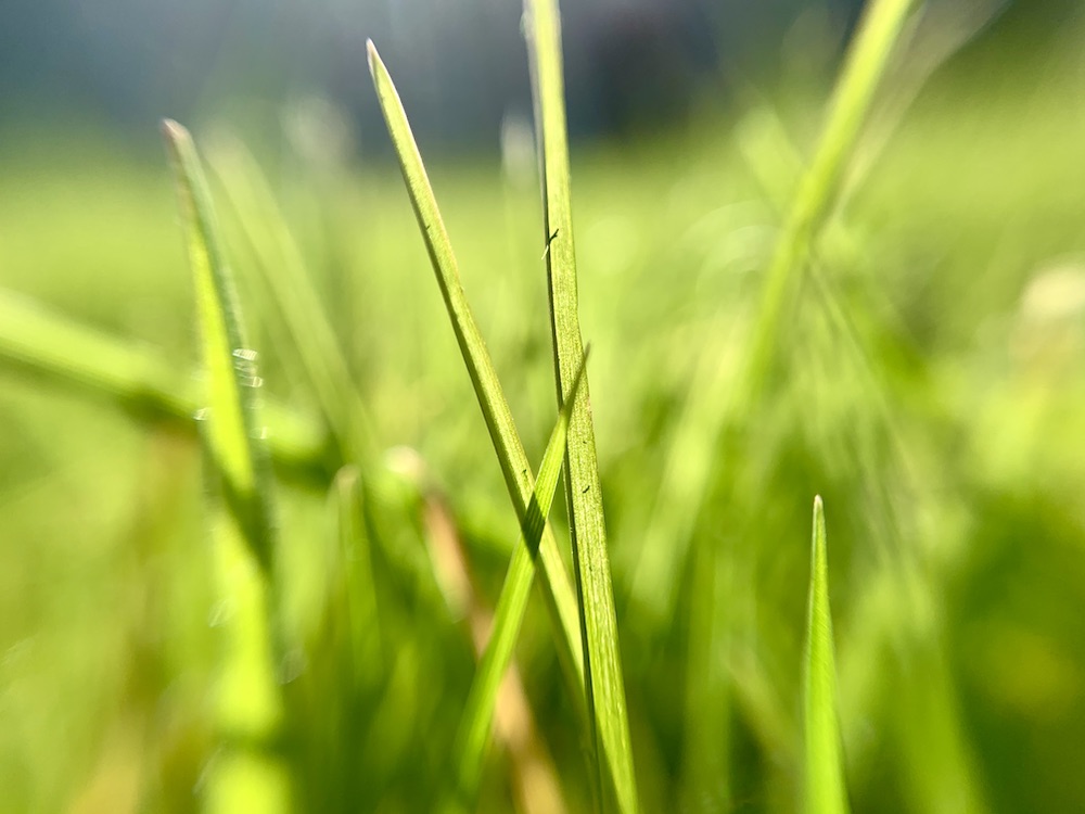 Grass close up