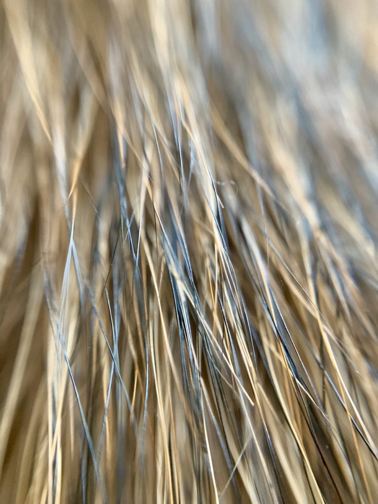 close up of dog hair