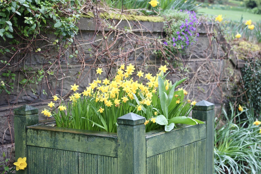 daffodil's in a box