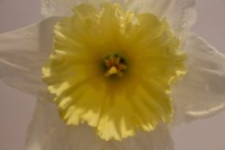Daffodil close up