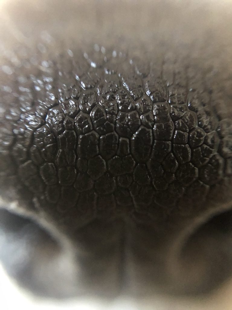 close up of dog nose