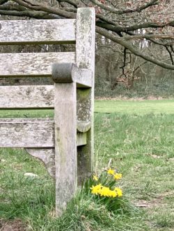 daffodils near a bench foot
