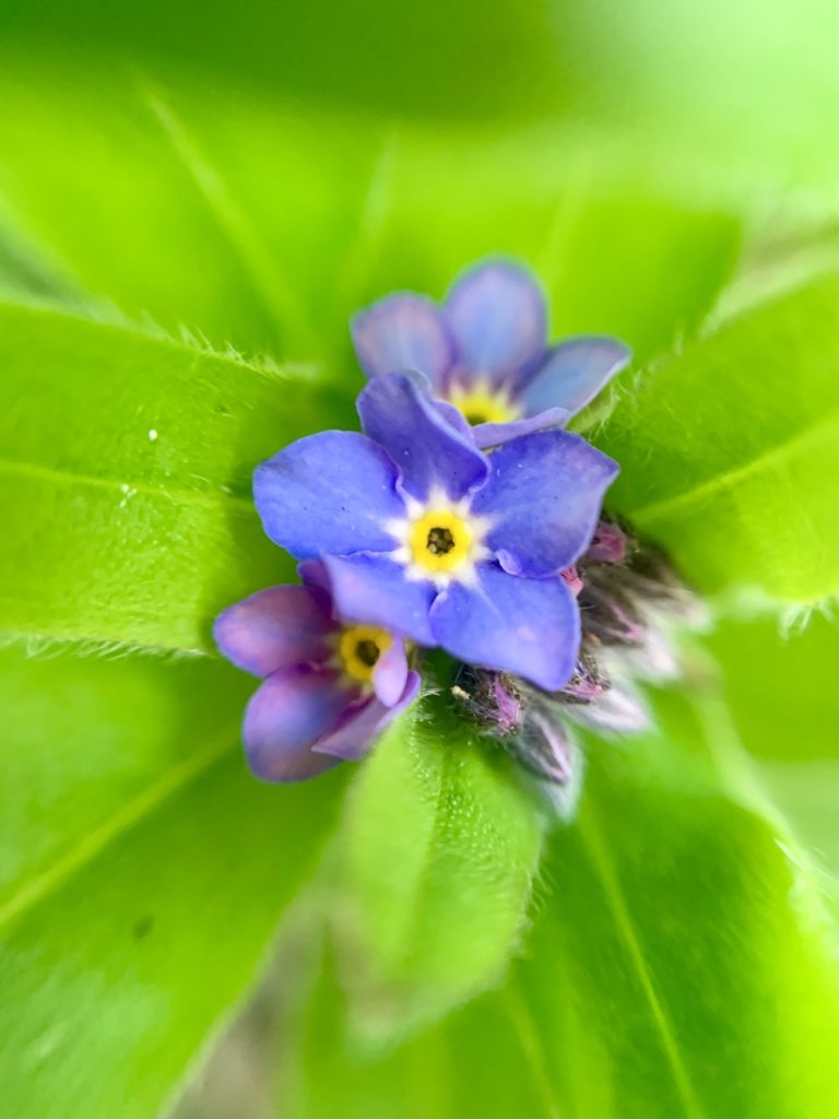 close up of tiny flower