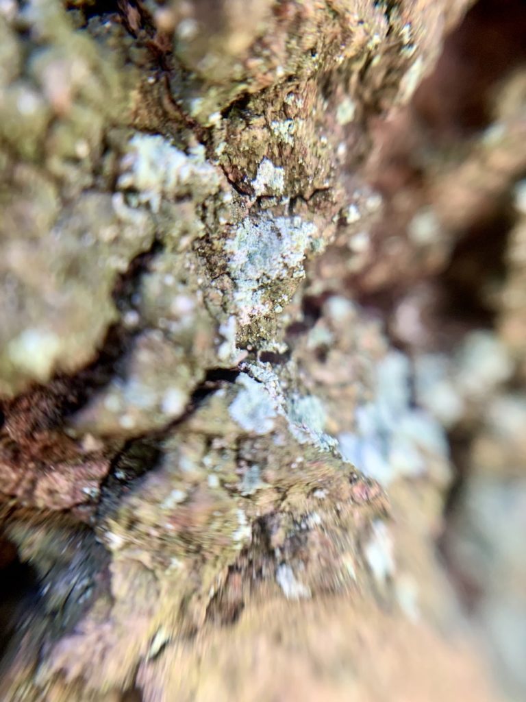 Moss on bark