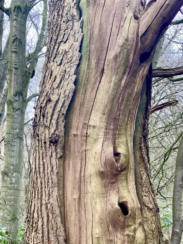 tree in the woods- close up of interesting bark shape and colour