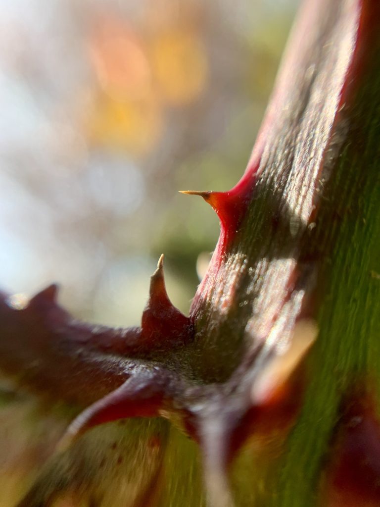 close up of a thorn
