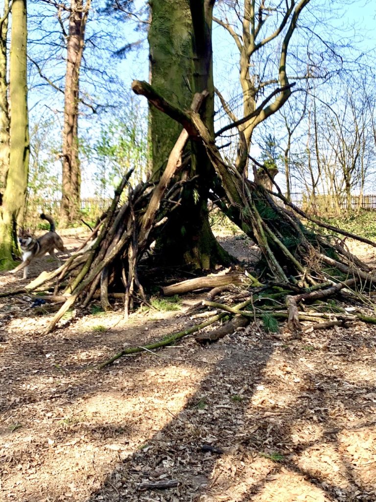den made out of branches in the woods