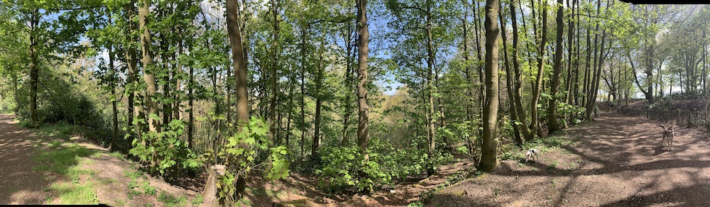 panorama photo of English woods