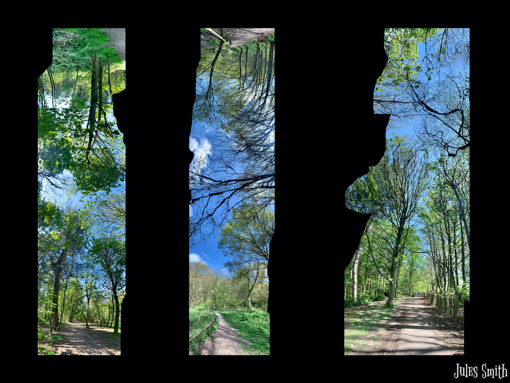 A panorama - vertical panorama of woods