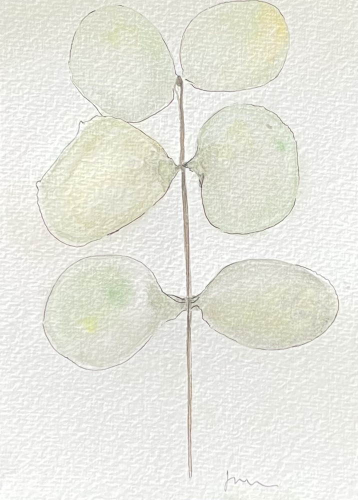 simple watercolour botanical painting