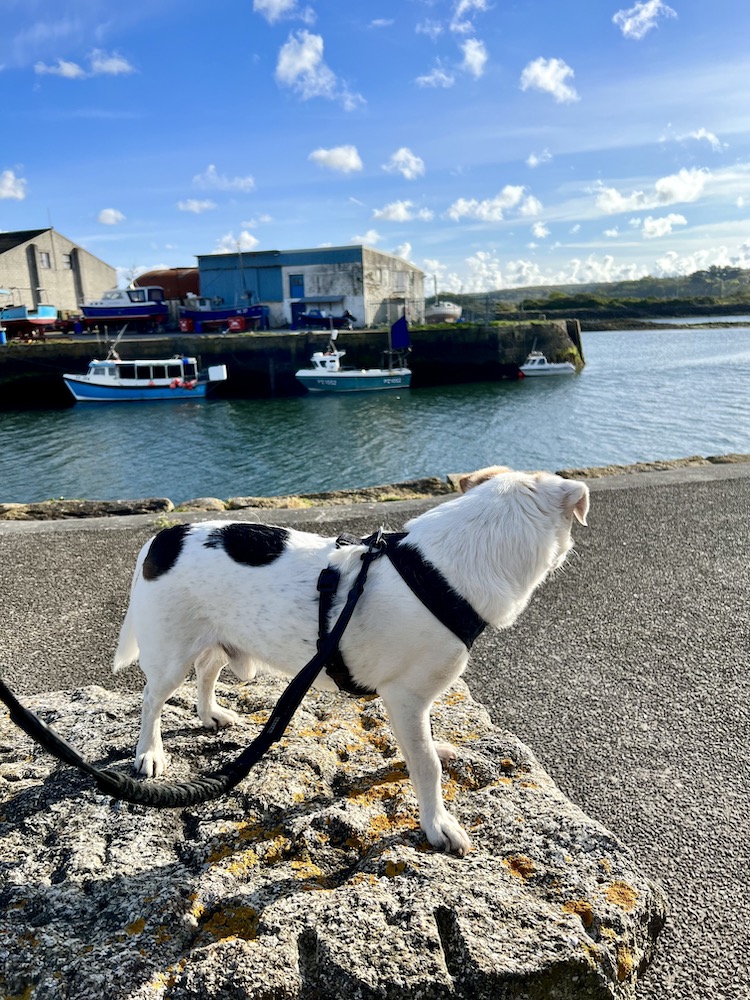 small dog overlooking the north quay in Hayle, Cornwall
