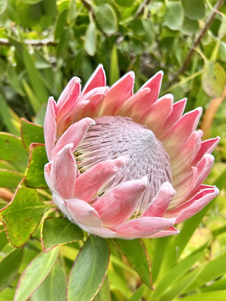 Large pink headed flower at Tresco Gardens in Scilly 